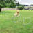 Dog Training Agility Gear Adjustable Jump Bar Pet Exercise Set-111697943-92522855