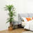 Adcock Artificial Dracaena Tree in Pot-1798418966