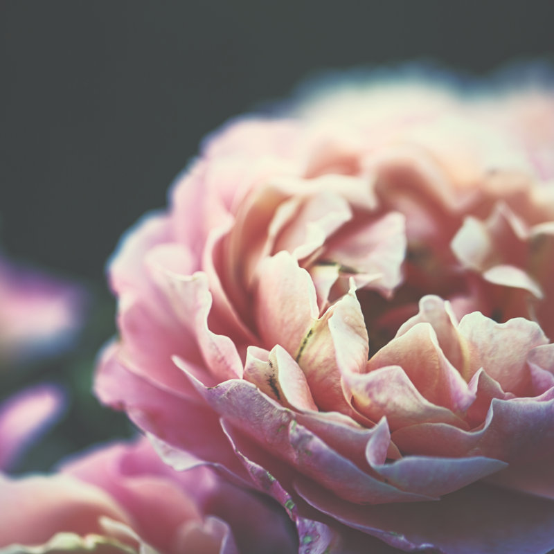 Garden Rose by Rike_ - Wrapped Canvas Print, 76cm H x 76cm W x 3.8cm D
