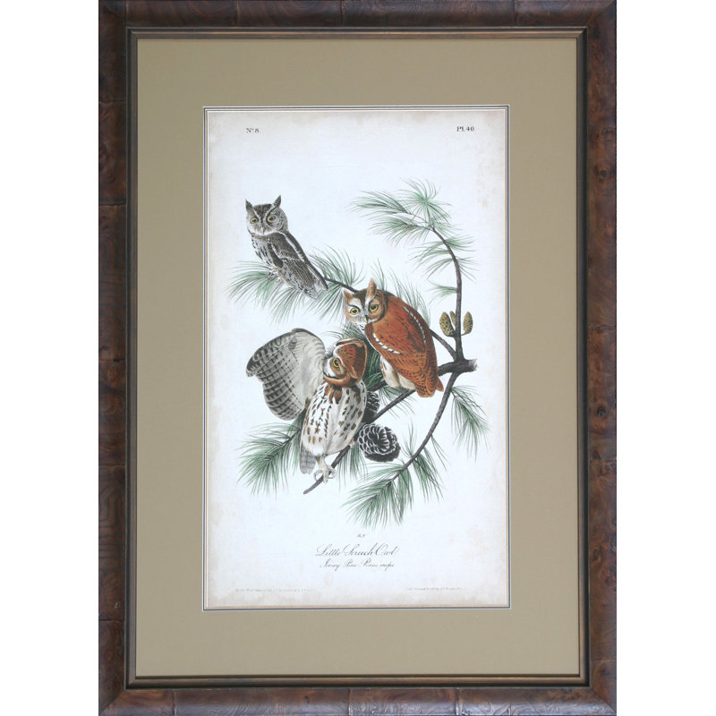 Audubon Screech Owl Print by Audubon