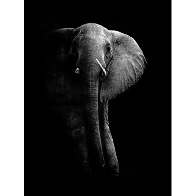 Elephant! by WildPhotoArt - Unframed Print on Canvas