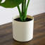 20 po Plante artificielle suisse Monstera