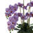 Polysilk Orchid Arrangement in Vase