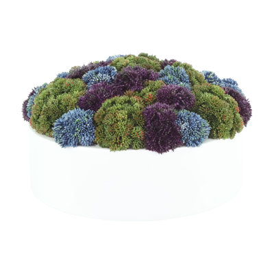 Arrangement de plantes grasses Sedum and Chick