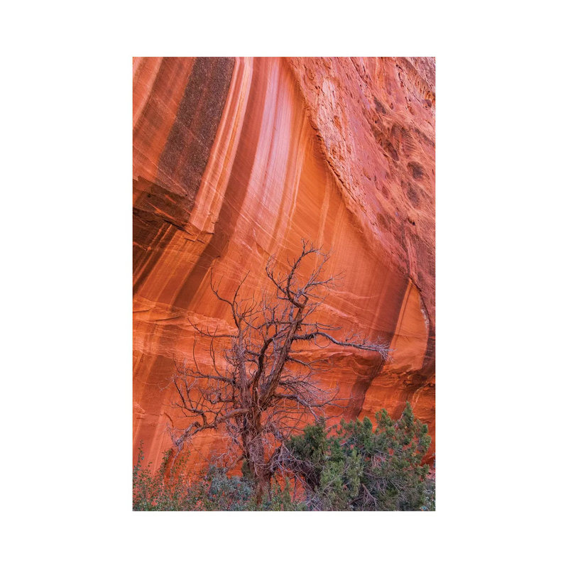 Utah Juniper and Cliff with Desert Varnish, Grand Staircase-Escalante National Monument, Utah 1 Piece Wrapped Canvas Wall Art