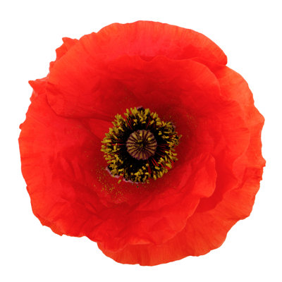 Poppy Flower Isolated On A White Background by Tetiana Rostopira - Wrapped Canvas Print