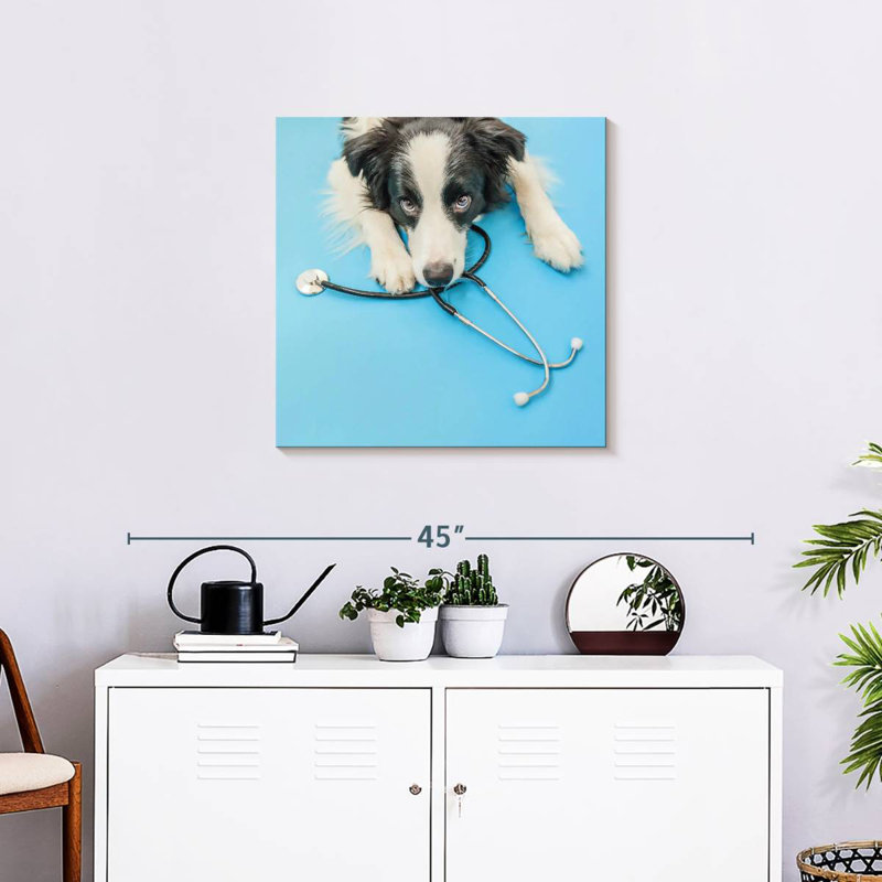 Brampt Dog Doctor, H 24 po x l 24 po