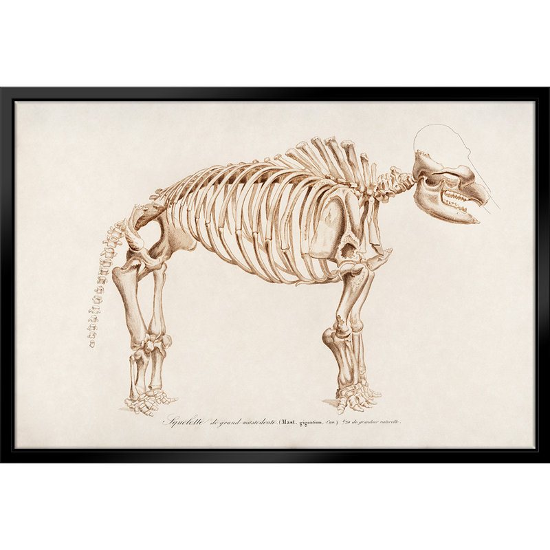 «Mammoth Skeleton», reproduction sur toile flottante