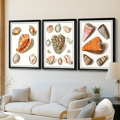 Collected Shells VII  -Custom Framed  Wrapped Gallery Canvas - 3 Pieces