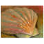 Galan «Scallop Seashell», reproduction de peinture acrylique sur toile tendue-30366552