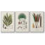Botanical Society Ferns I, reproduction d'art encadrée sur toile 3 pièces-91890788-91890789
