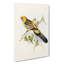 Yellow-Rumped Parakeets by Elizabeth Gould - Wrapped Canvas-55320206