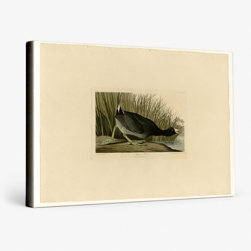Foulque américaine, plaque CCXXXIX (1836) - art mural sur toile paysage, 18" W x 12" H