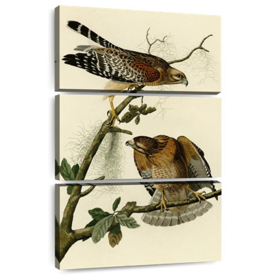 Brampt Red-Shouldered Hawk From Birds Of America