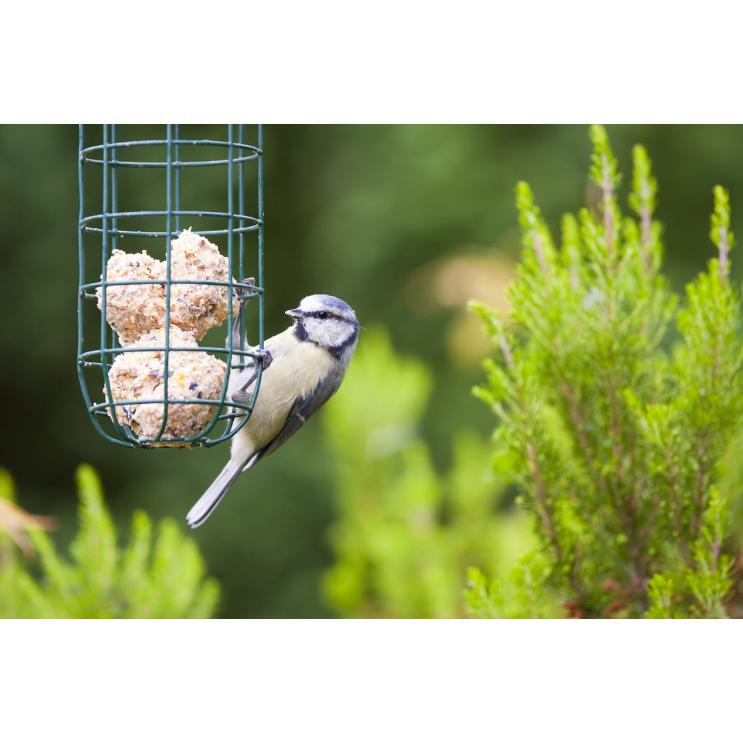 Blau (Cyanistes Caeruleus) von Andrew_Howe - Drucken