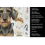 Serviette de cuisine Wirehaired Wild Boar Dachshund-1234934619