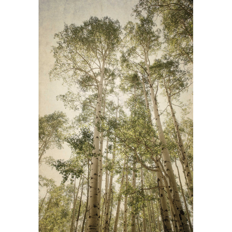 Aspens imposants 2, H 18 po x l 12 po