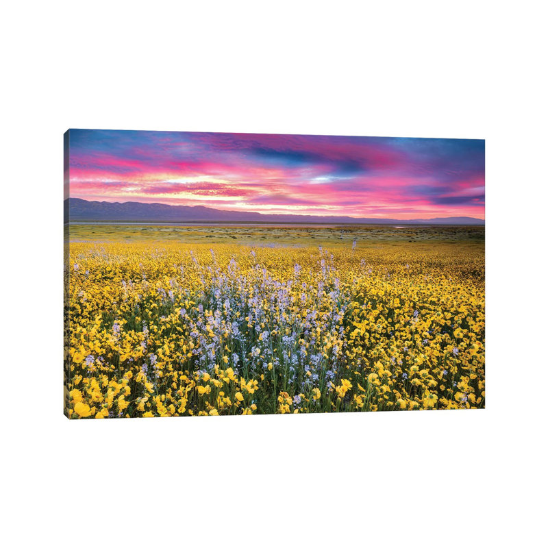 Flower Field Sunrise II by Dennis Frates - Print on Canvas, 66.04cm H x 101.6cm W x 3.81cm D, Wrapped Canvas