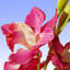 Orchidée mauve / rose 25 po