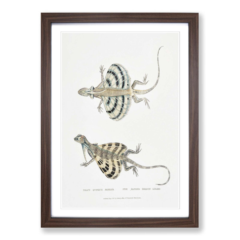 Dragon Lizard by John Edward Gray - Picture Frame Painting Print, Walnut Framed, 48cm H x 36cm W x 2cm D