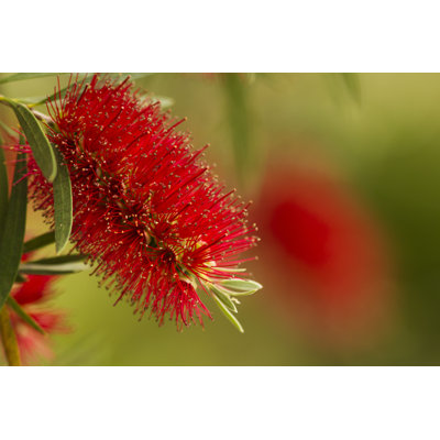 Australian Bottlebrush - photographie sur toile tendue