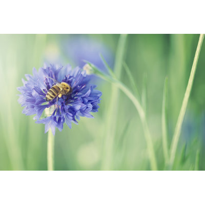 Freyr Bee - Wrapped Canvas Print