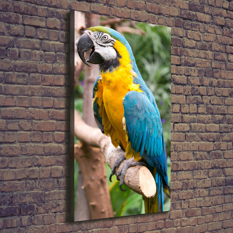 Toucan - Wrapped Canvas Print