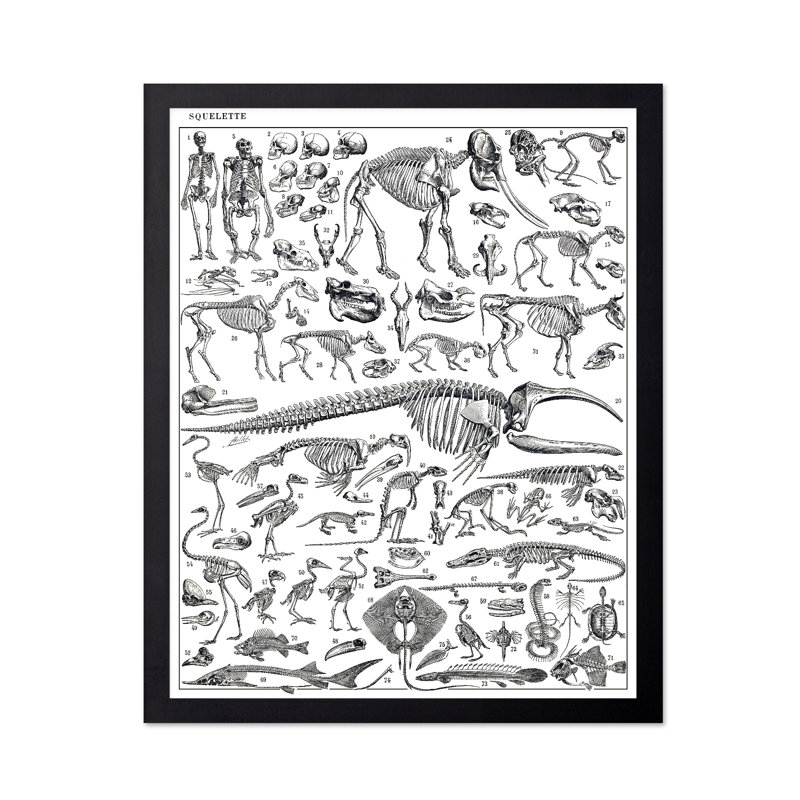 Gravure de squelettes d'homme, singes, dinosaures, affiche, Sans cadre, H 24 po x l 32 po, Affiche