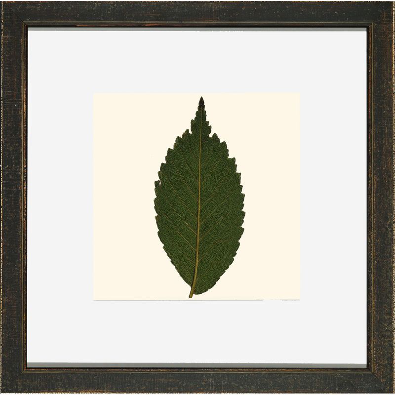 Small Pressed Leaves IV Print