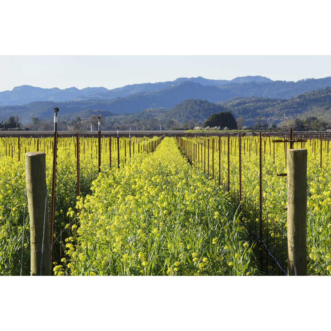 Napa Valley Vineyard In Spring von S. Greg Panosian - Drucken