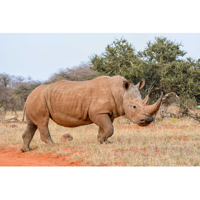 White Rhino - Photographie sur toile tendue