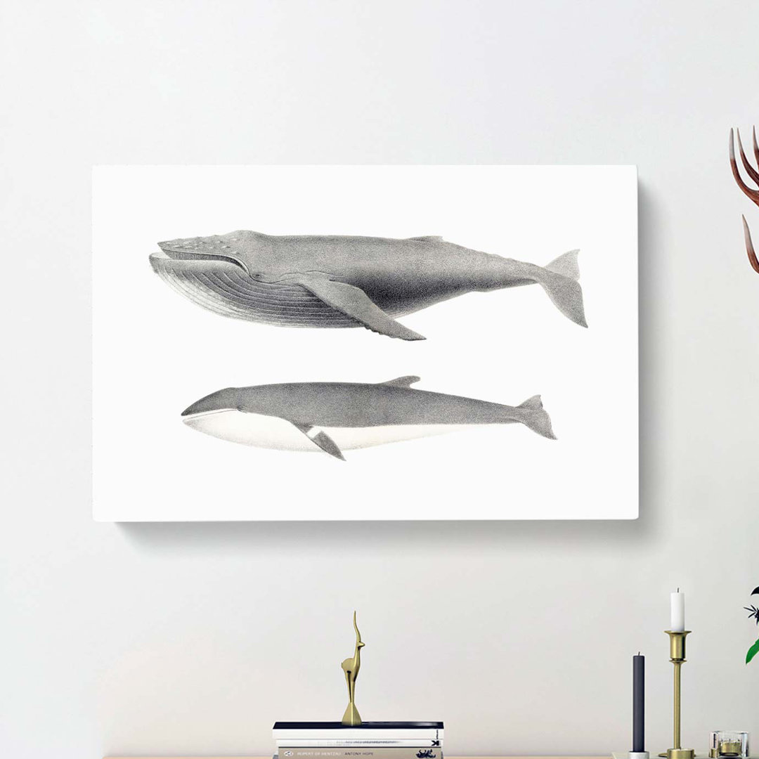 Humpback & Minke Whale by C.M. Scammon - Wrapped Canvas
