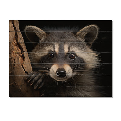 Curious Raccoon III sur impression sur bois