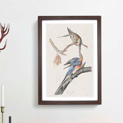 Passenger Pigeons by John Audubon - Picture Frame Painting Print