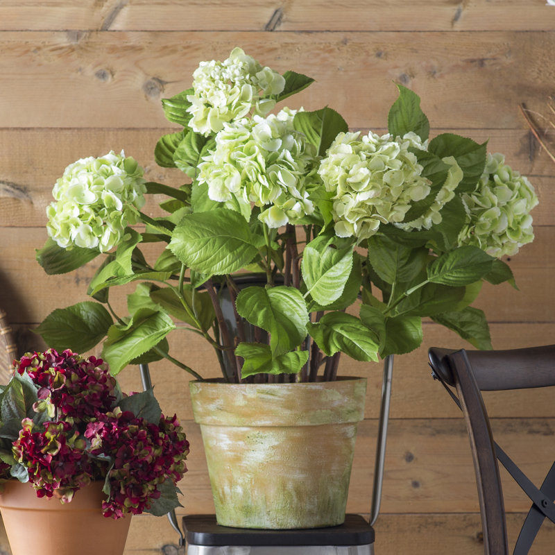Hydrangeas in Pot, Light Blue
