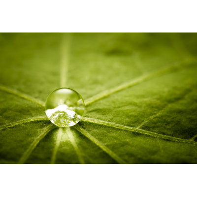 Water Drop on Green Leaf by Thomasvogel