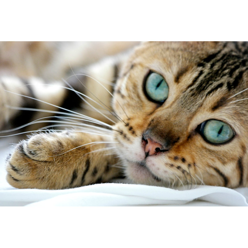Bengal Cat - Wrapped Canvas Print, 81cm H x 122cm W x 3.8cm D