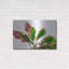 «Botanical» par Dennis Frates-100551104