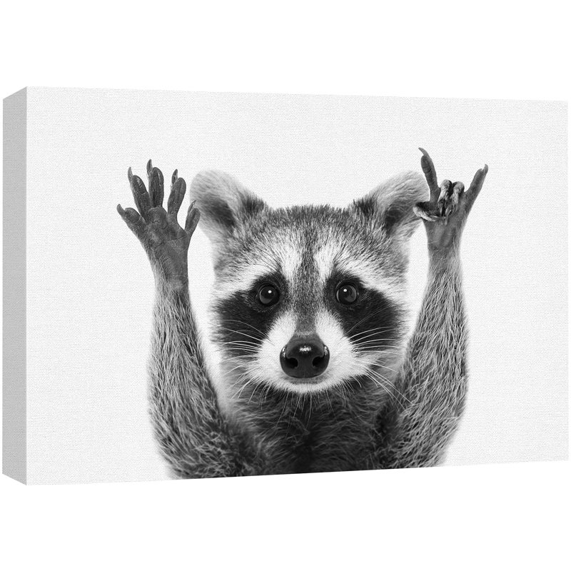 Raton laveur gros plan Portrait animaux faune noir et blanc photographie décor gris frais 1902, H 24 po x l 36 po