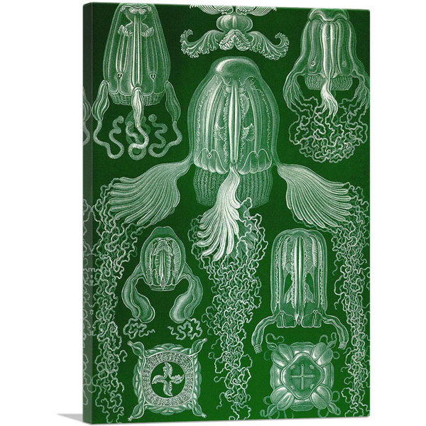 ARTCANVAS Cubomedusae Jellyfish 1904 Canvas Art Print By Ernst Haeckel ...