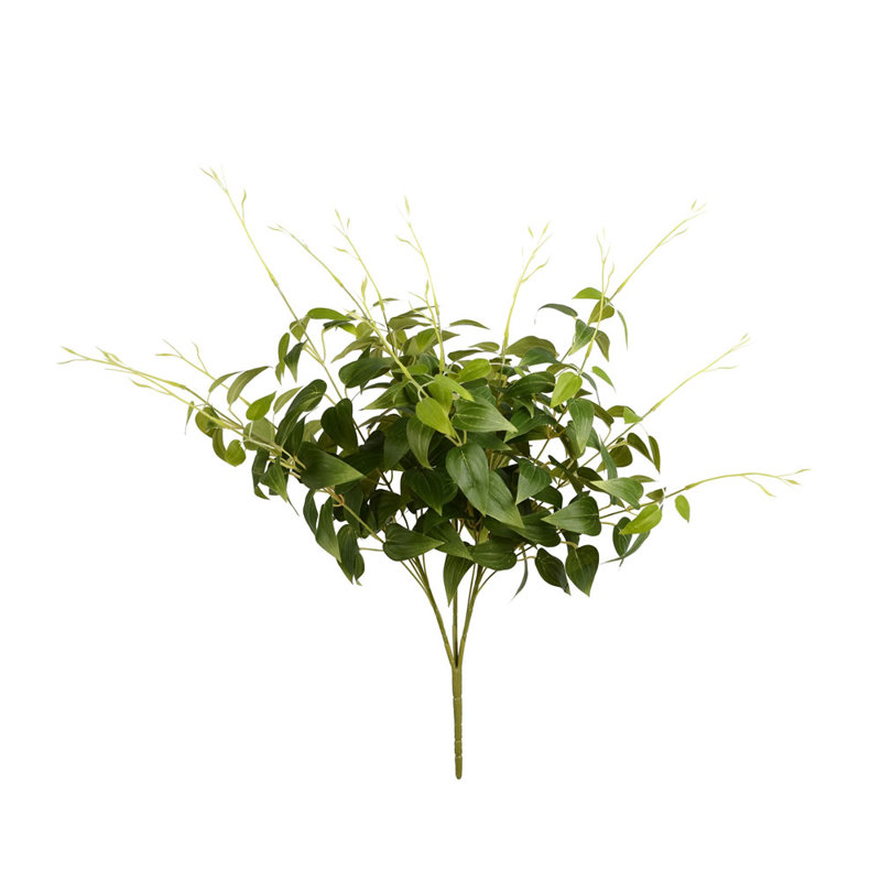 Clematis Plant