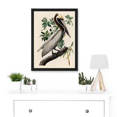 Audubon Birds America Brown Pelican - Single Picture Frame Print