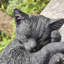 Animals Polyresin Garden Statue-1087264282