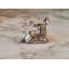 Silver Fawn Cabinet Knob