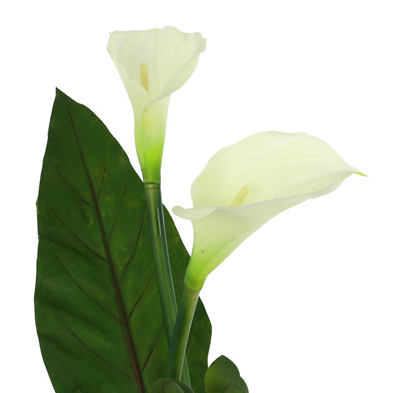 Succulent and Calla Lilies Arranged in Glass Vase