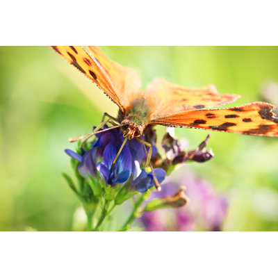 Sohil Closeup Of A Butterflies by Akchamczuk - Wrapped Canvas Print
