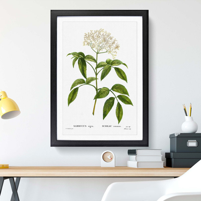 Elderflower Tree by Pierre-Joseph Redoute - Picture Frame Painting Print on MDF, Black Framed, 36cm H x 27cm W x 2cm D