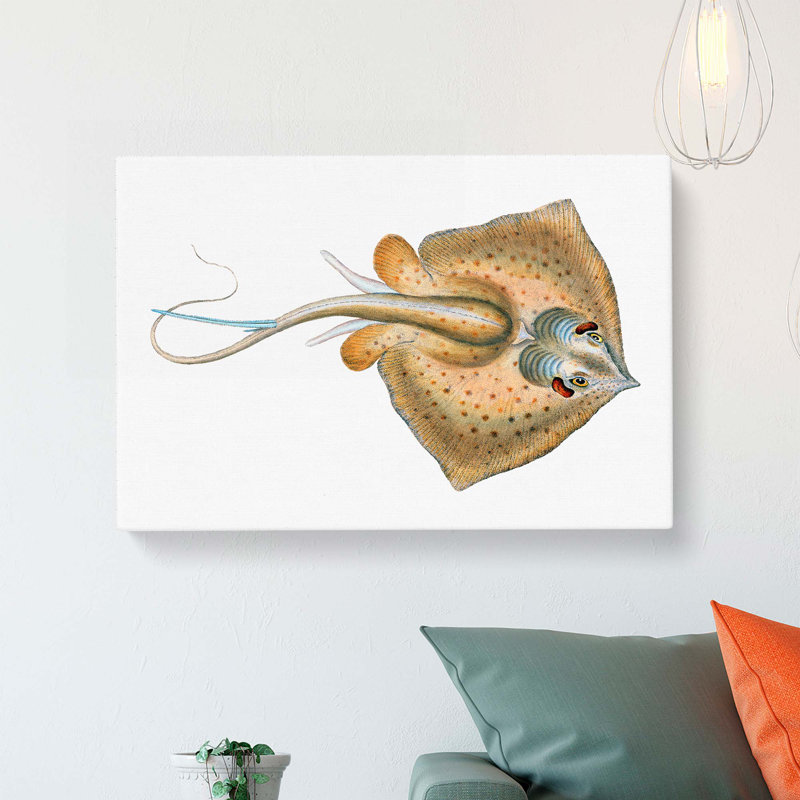 Common Stingray by Edward Donovan - Wrapped Canvas, 40cm H x 60cm W x 3cm D