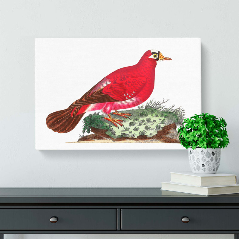 Crimson Pigeon by George Shaw - Wrapped Canvas, 35cm H x 50cm W x 3cm D