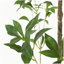 ARBRE À PIERIS 240CMTIFTIFS-954770911